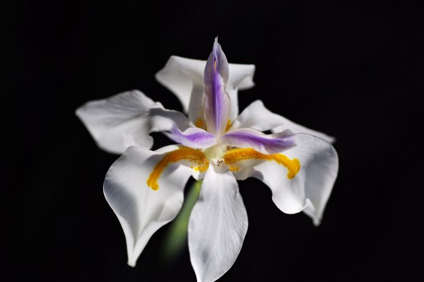 White Iris  by Joy Watson